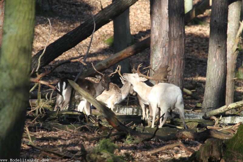 Hochwildpark Rheinland    Jan 2018  HP  16