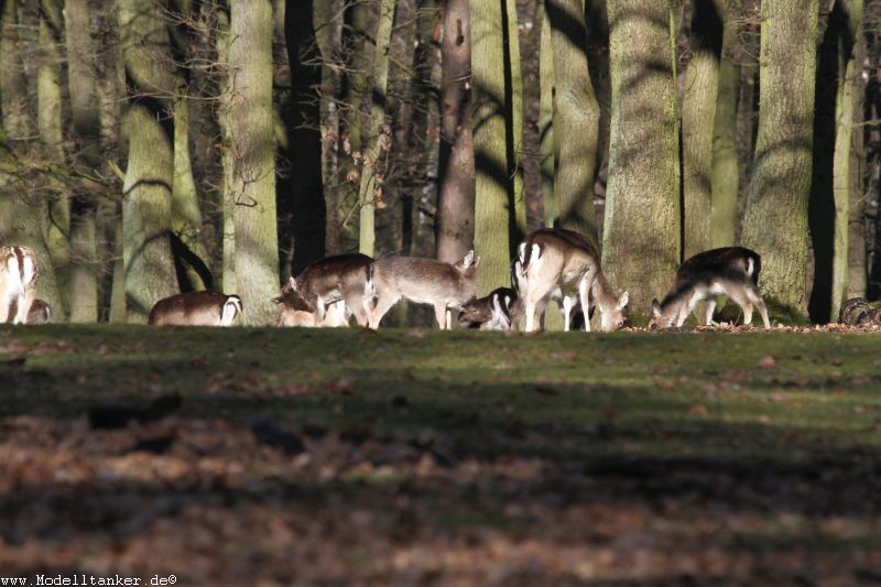 Hochwildpark Rheinland    Jan 2018  HP  17