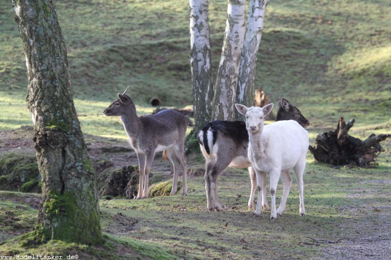 Hochwildpark Rheinland    Jan 2018  HP  18