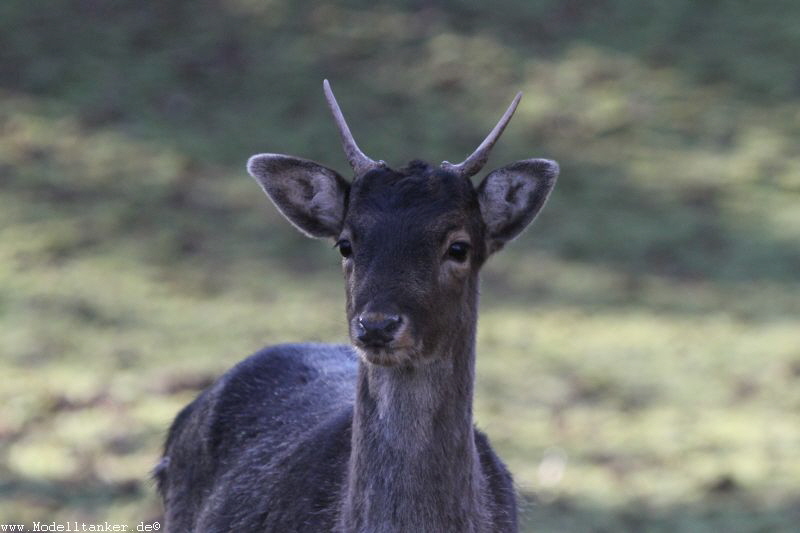 Hochwildpark Rheinland    Jan 2018  HP  19