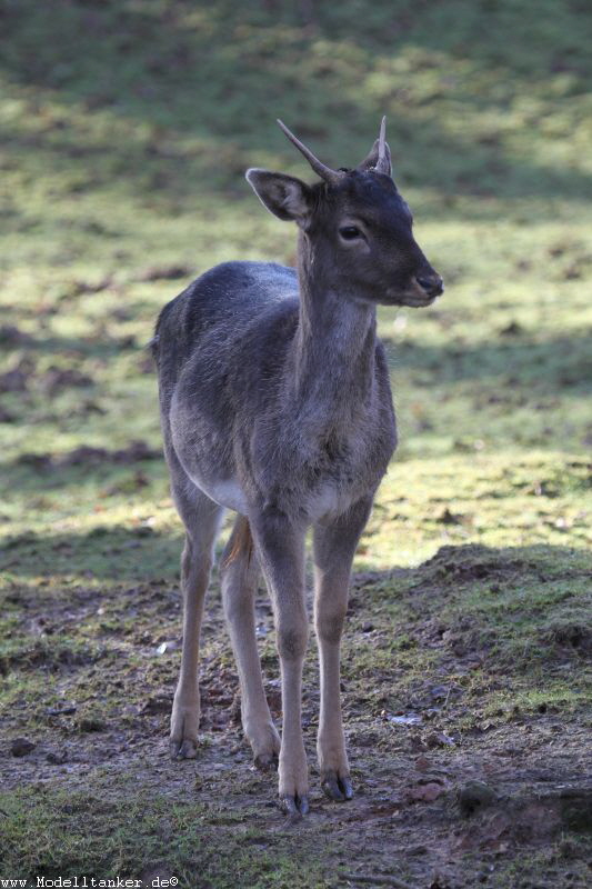 Hochwildpark Rheinland    Jan 2018  HP  20