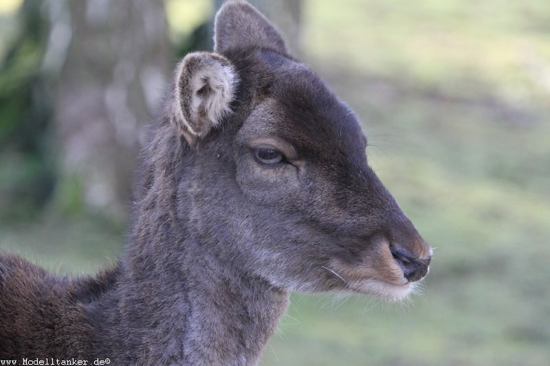 Hochwildpark Rheinland    Jan 2018  HP  21