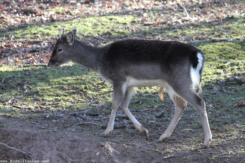 Hochwildpark Rheinland    Jan 2018  HP  22