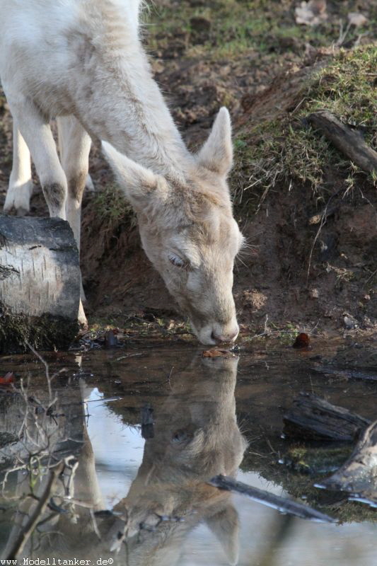 Hochwildpark Rheinland    Jan 2018  HP  23