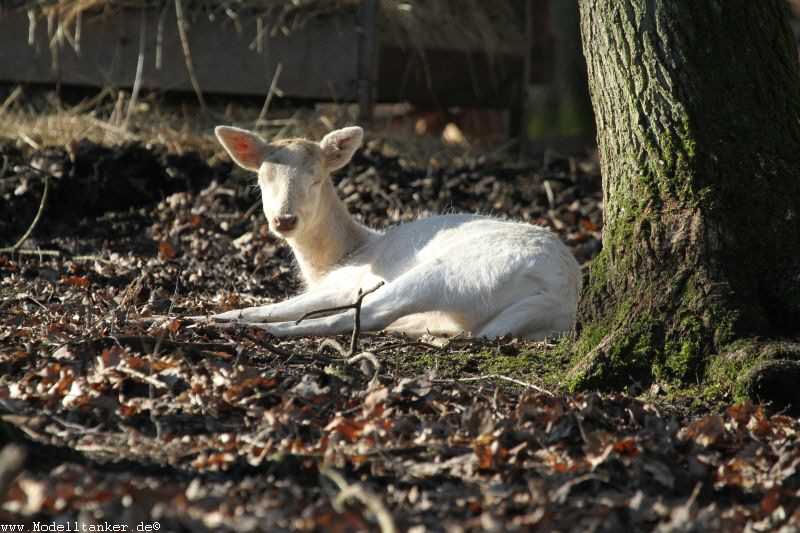 Hochwildpark Rheinland    Jan 2018  HP  24