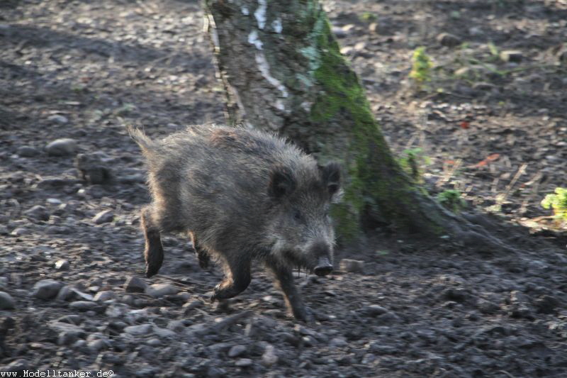 Hochwildpark Rheinland    Jan 2018  HP  4