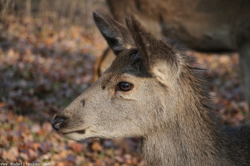 Hochwildpark Rheinland    Jan 2018  HP  9