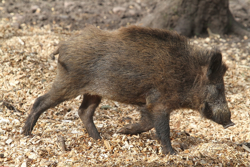 Hochwildpark Rheinland  März   2020  HP 1