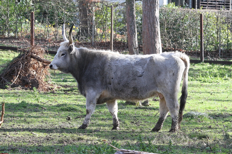 Hochwildpark Rheinland  März   2020  HP 13