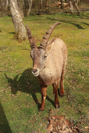 Hochwildpark Rheinland  März   2020  HP 16