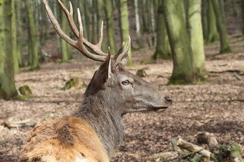 Hochwildpark Rheinland  März   2020  HP 4