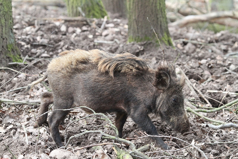 Hochwildpark Rheinland  März   2020  HP 9