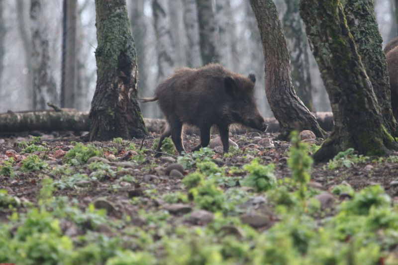 Hochwildpark Rheinland      2019 HP 1