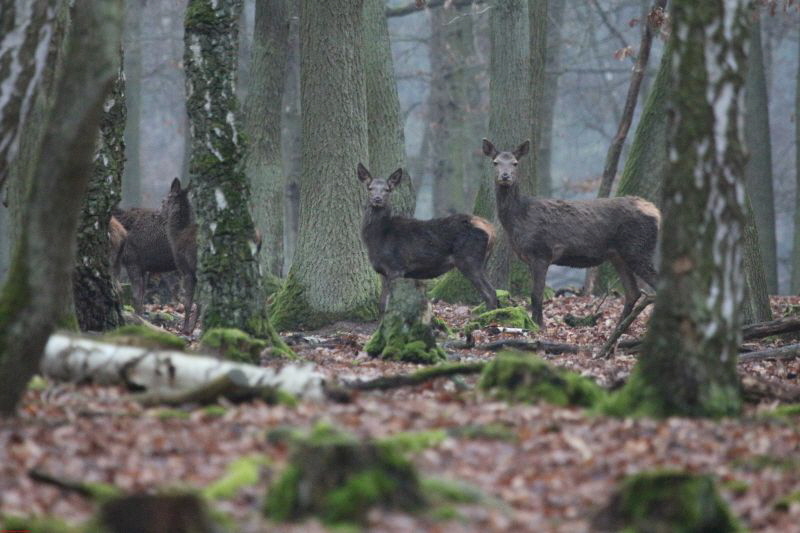 Hochwildpark Rheinland      2019 HP 10