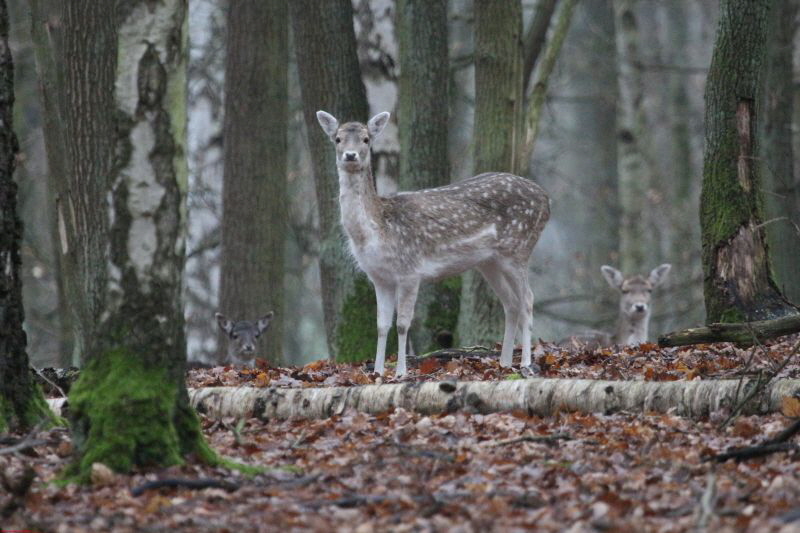 Hochwildpark Rheinland      2019 HP 11