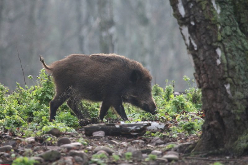 Hochwildpark Rheinland      2019 HP 2