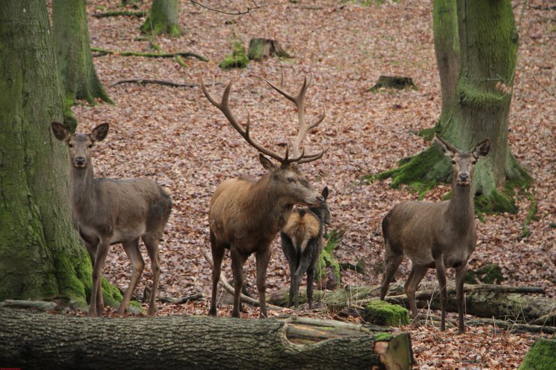 Hochwildpark Rheinland      2019 HP 20