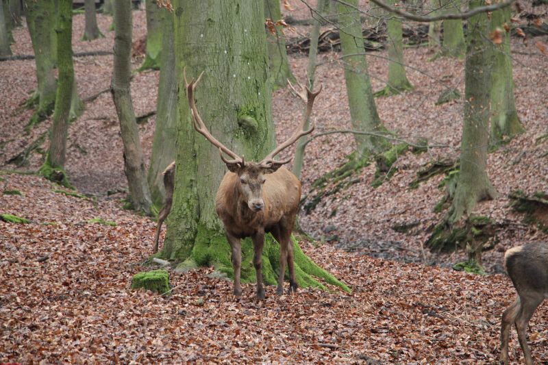 Hochwildpark Rheinland      2019 HP 21