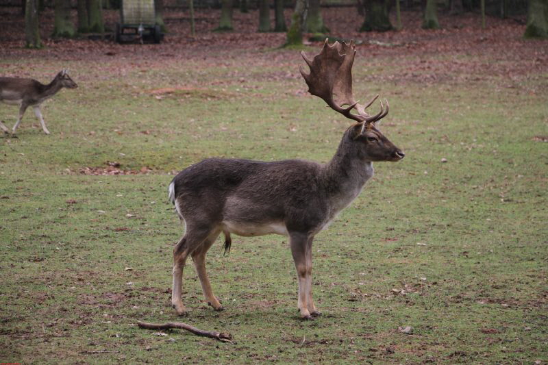 Hochwildpark Rheinland      2019 HP 22