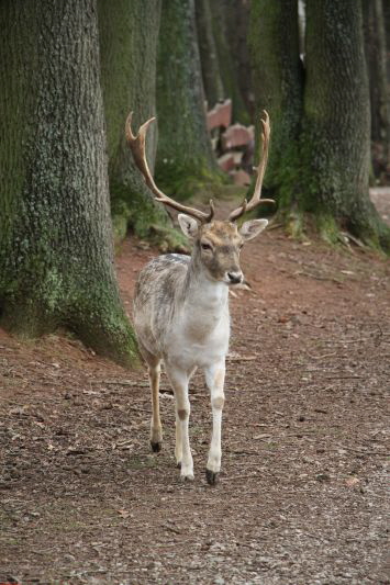 Hochwildpark Rheinland      2019 HP 23