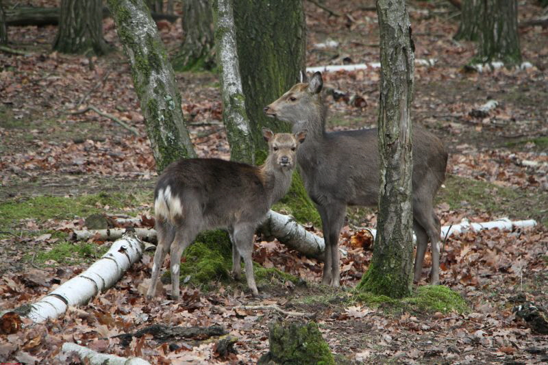 Hochwildpark Rheinland      2019 HP 24