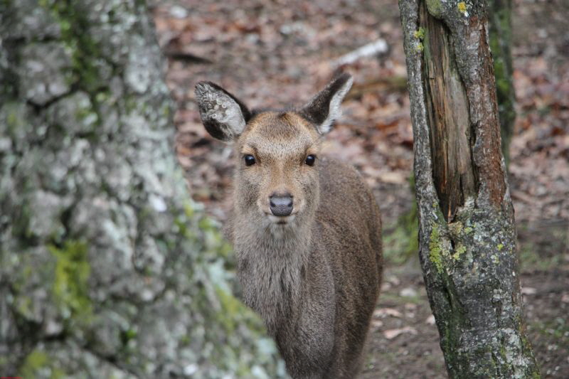 Hochwildpark Rheinland      2019 HP 25