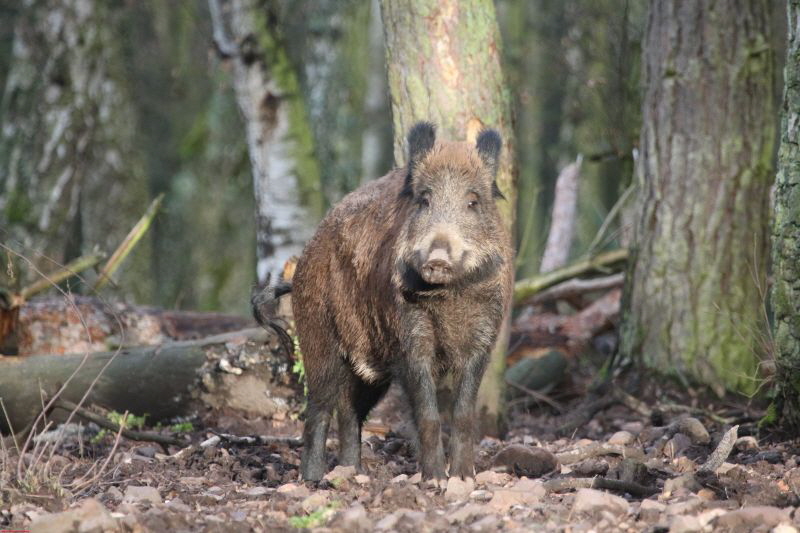 Hochwildpark Rheinland      2019 HP 3