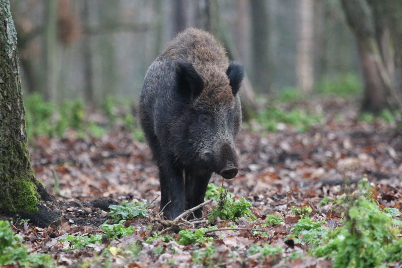 Hochwildpark Rheinland      2019 HP 4