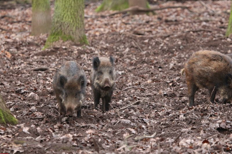 Hochwildpark Rheinland      2019 HP 5