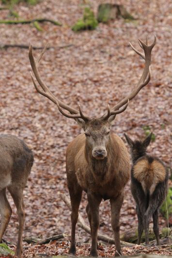 Hochwildpark Rheinland      2019 HP 7