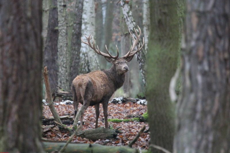 Hochwildpark Rheinland      2019 HP 9