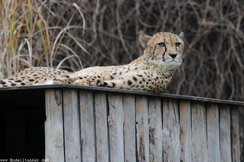 Zoo Köln Dez. 2015    HP  2