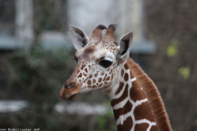 Zoo Köln Dez. 2015    HP  13