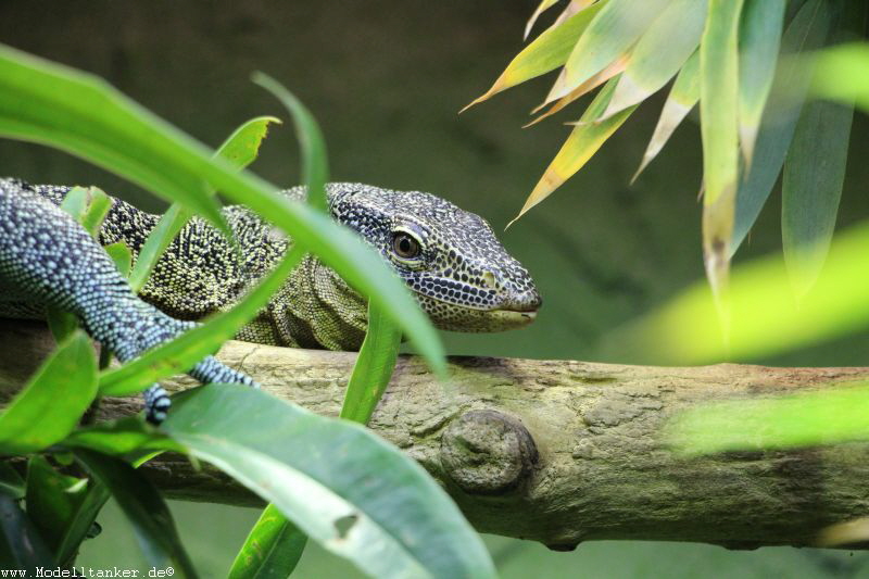 Zoo Köln Dez. 2015    HP  15