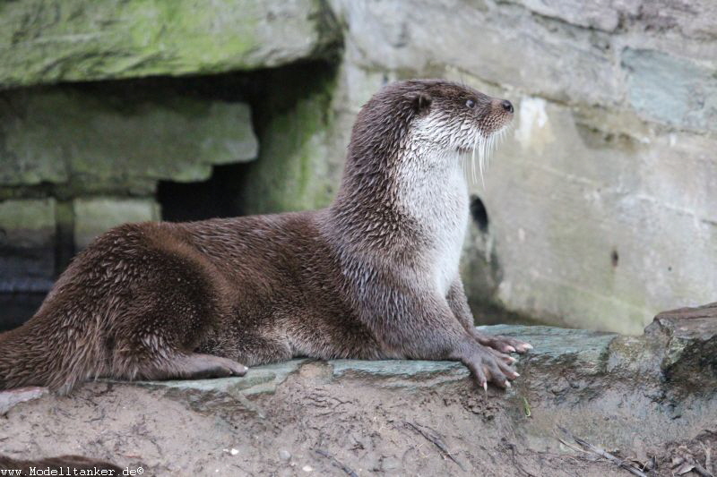 Zoo Köln Dez. 2015    HP  4