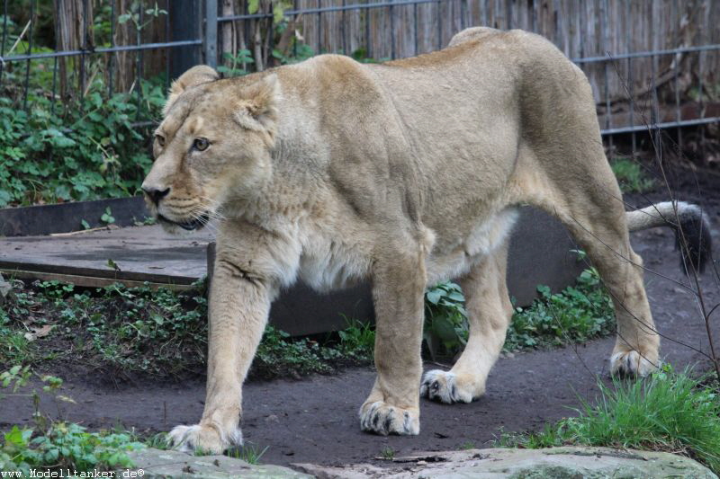 Zoo Köln Dez. 2015    HP  7