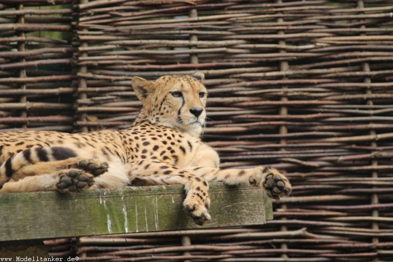 Zoo Krefeld April 16     HP  7