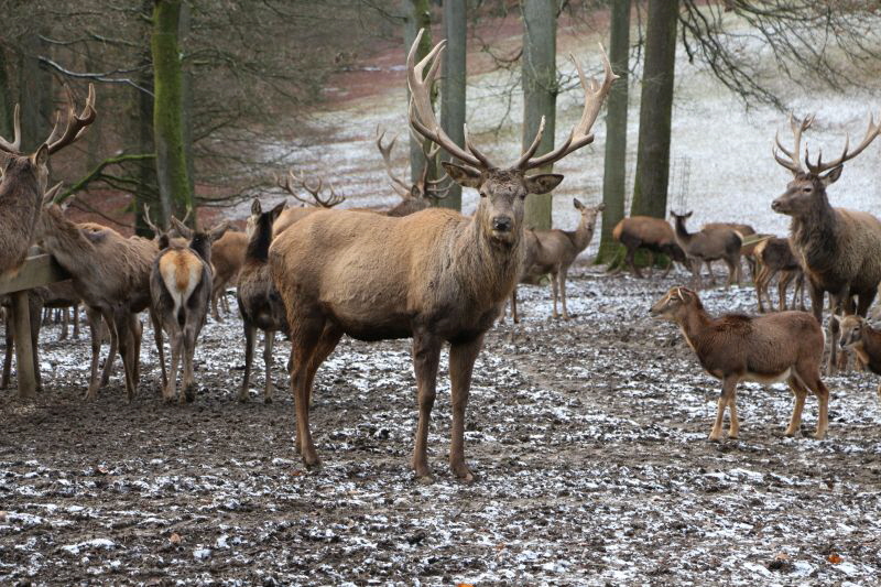 Wildpark Daun     2019 HP 11