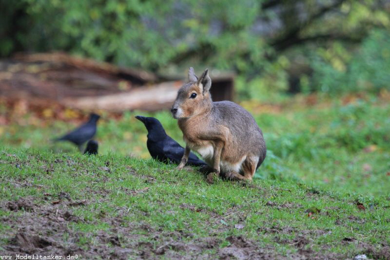 Zoo Wuppertal  2015   HP  10