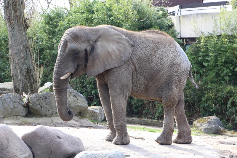 Duisburg Zoo April .2015 HP 1