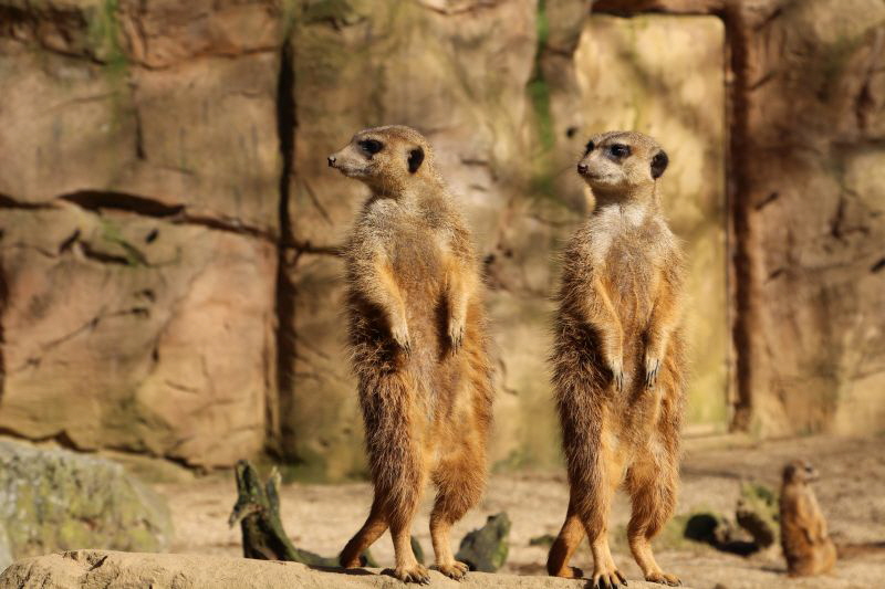 Duisburg Zoo April .2015 HP 2