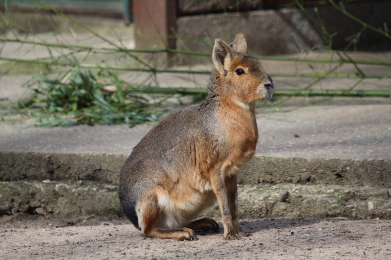 Duisburg Zoo April .2015 HP 12