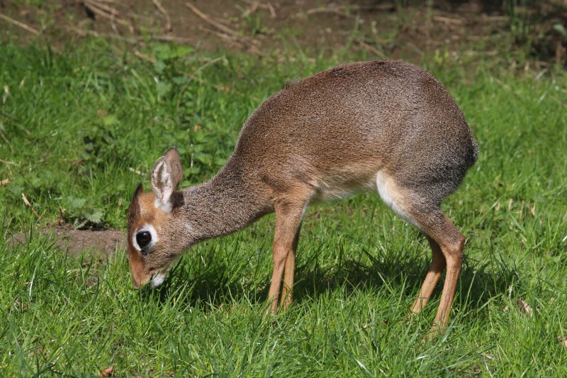 Duisburg Zoo April .2015 HP 13