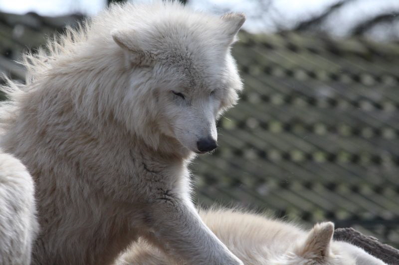 Duisburg Zoo April .2015 HP 14