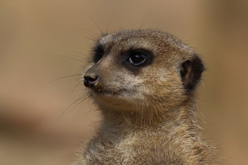 Duisburg Zoo April .2015 HP 17