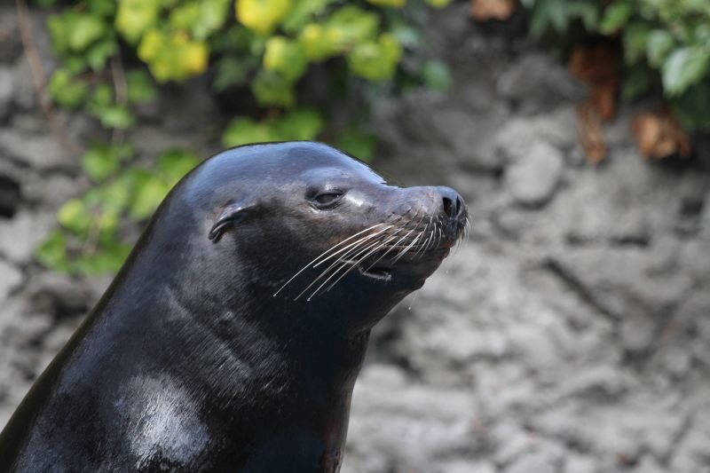 Duisburg Zoo April .2015 HP 3