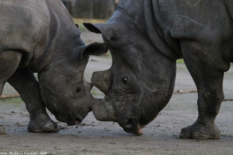 Zoo Krefeld Dez    2017   HP  10