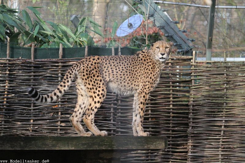 Zoo Krefeld Dez    2017   HP  14