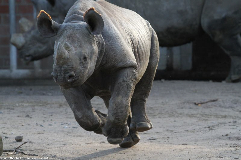 Zoo Krefeld Dez    2017   HP  9