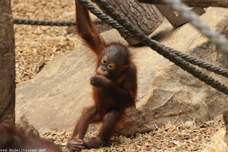 Allwetterzoo Mnster  April 16     HP  15